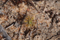 Drosera omissa