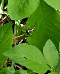 Phintelloides versicolor