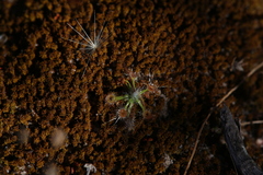 Drosera echinoblastus