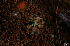 Drosera echinoblastus