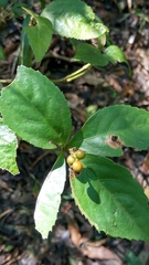 Sarcandra glabra