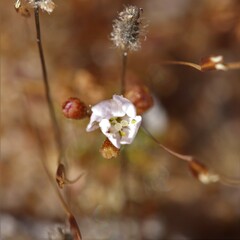 Drosera omissa