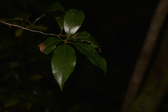 Cryptocarya meisneriana