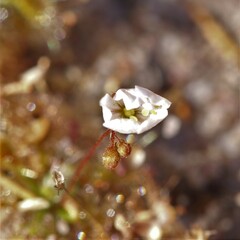 Drosera omissa