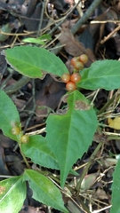 Sarcandra glabra