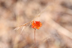 Drosera echinoblastus