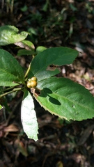 Sarcandra glabra