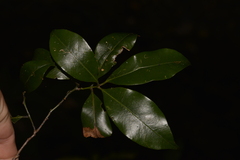 Cryptocarya meisneriana