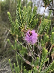 Melaleuca decussata