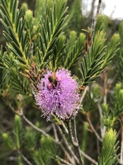 Melaleuca decussata