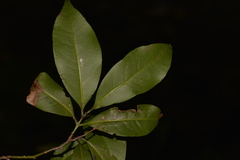 Cryptocarya meisneriana