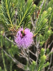 Melaleuca decussata