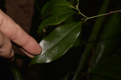 Cryptocarya meisneriana