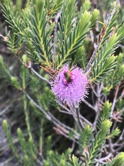 Melaleuca decussata