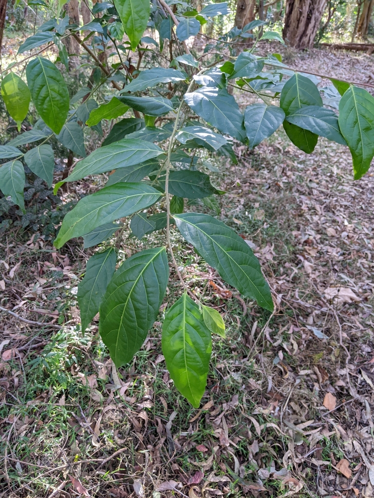 Umbrella Cheese Tree from Lota QLD 4179, Australia on November 28, 2022