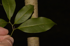 Cryptocarya meisneriana