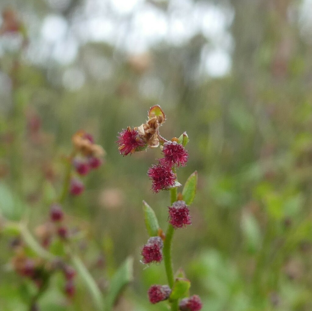 Broad-leaf Raspwort from Currency Creek SA 5214, Australia on November ...