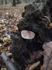 Mycena polygramma