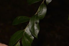 Cryptocarya dorrigoensis