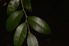 Cryptocarya dorrigoensis