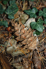 Pseudotsuga menziesii