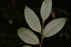Cryptocarya dorrigoensis