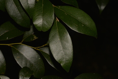 Cryptocarya dorrigoensis