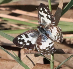 Castalius rosimon
