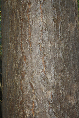 Pseudotsuga menziesii