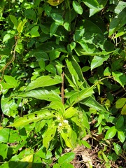 Heliotropium cuspidatum