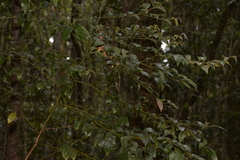 Cryptocarya dorrigoensis