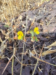 Geissaspis cristata tenella