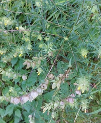 Rhinanthus glacialis