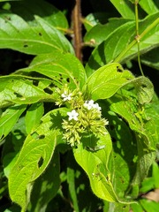 Heliotropium cuspidatum