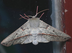 Antictenia punctunculus