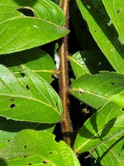 Heliotropium cuspidatum