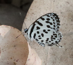 Castalius rosimon