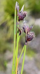 Hypodiscus alboaristatus