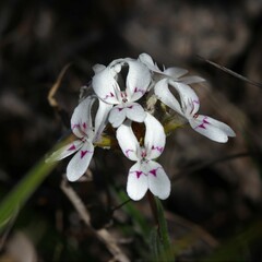 Stylidium crossocephalum