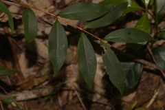 Pilidiostigma glabrum