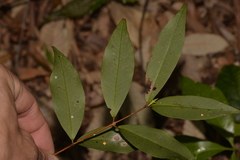 Pilidiostigma glabrum