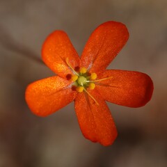 Drosera echinoblastus