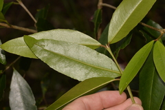 Austrobuxus swainii