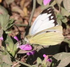 Cepora nerissa