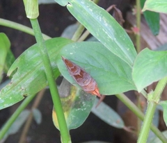Oraesia emarginata