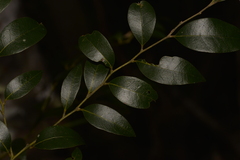 Cryptocarya dorrigoensis