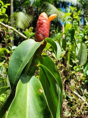 Costus scaber