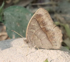 Mycalesis