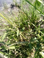 Veronica anagallis-aquatica