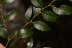 Cryptocarya dorrigoensis